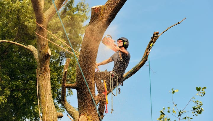 Get rid of tree problems with the expert tree removal contractors in Montgomery